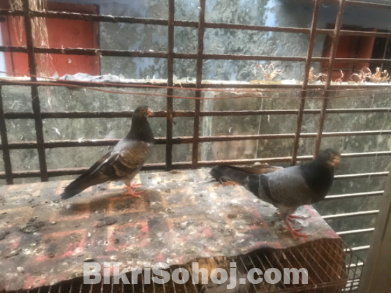 Tippler Highflier pigeon